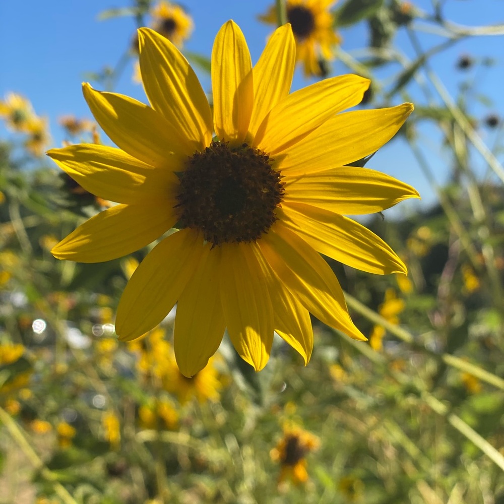 Meet your Posher, Ana